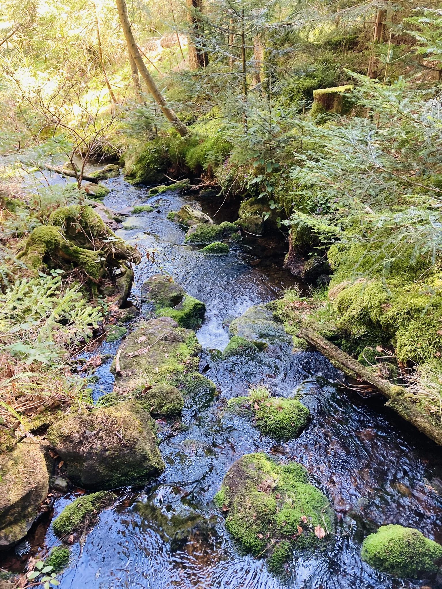 Frühjahrswanderung auf die Oberbreitenau | © Killesreiter Marlene