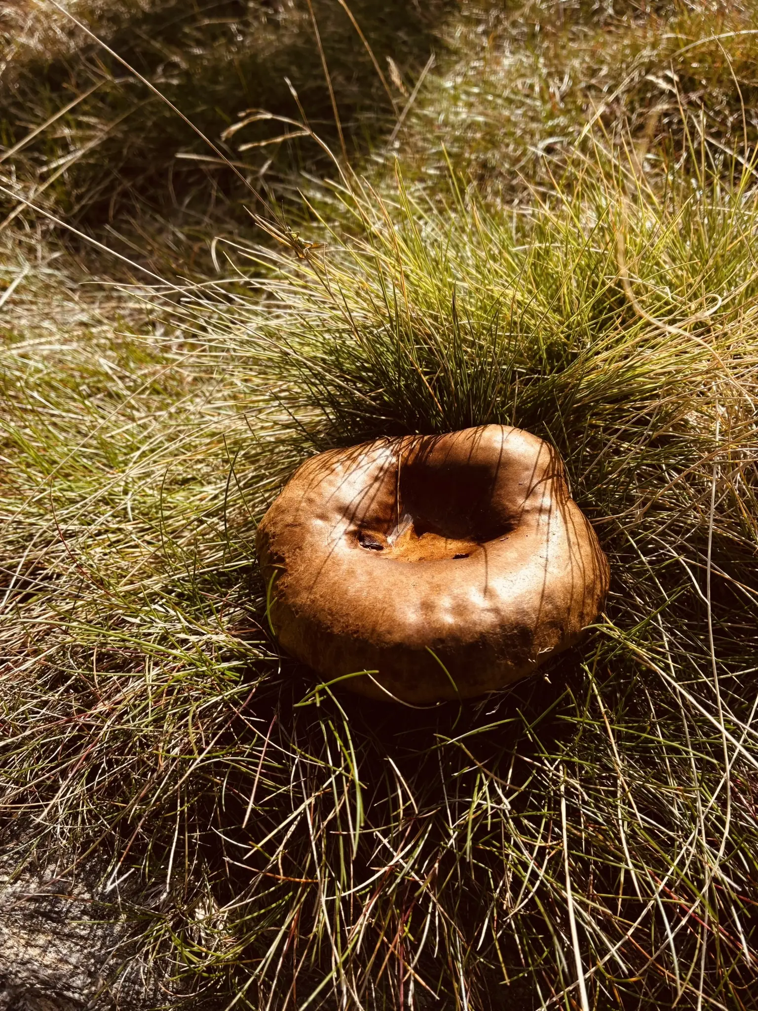 Wanderung zum Lohberger Steindl | © Killesreiter Marlene