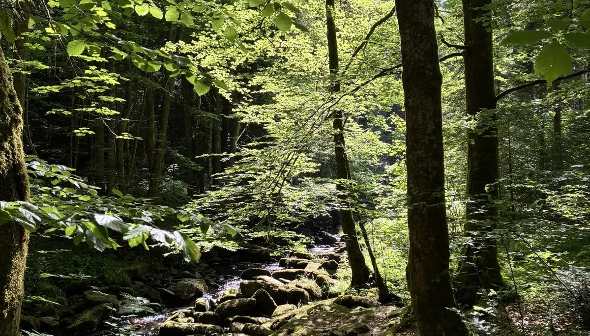 Wanderung durch die Saußbachklamm | © Killesreiter Marlene