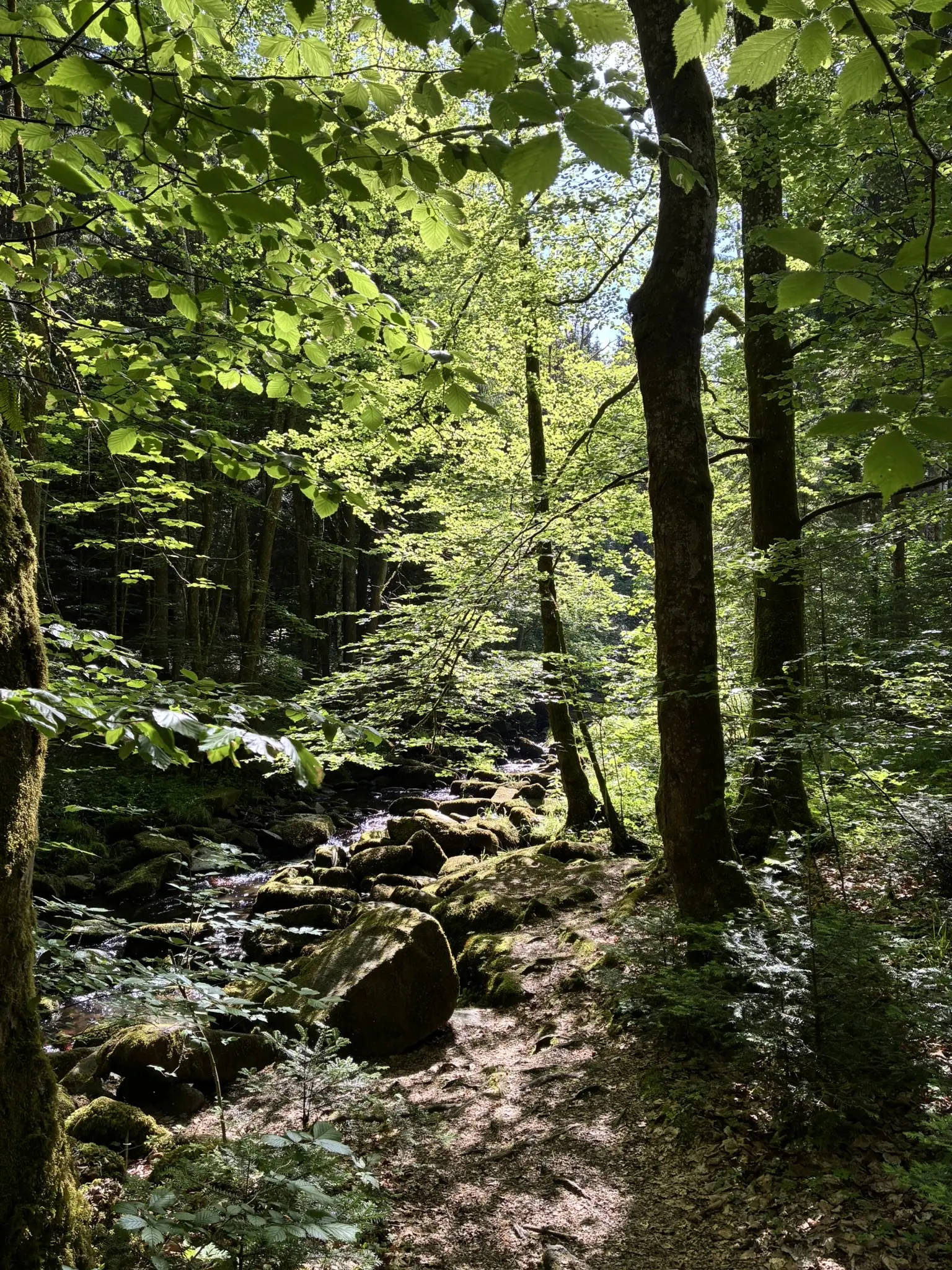 Wanderung durch die Saußbachklamm | © Killesreiter Marlene
