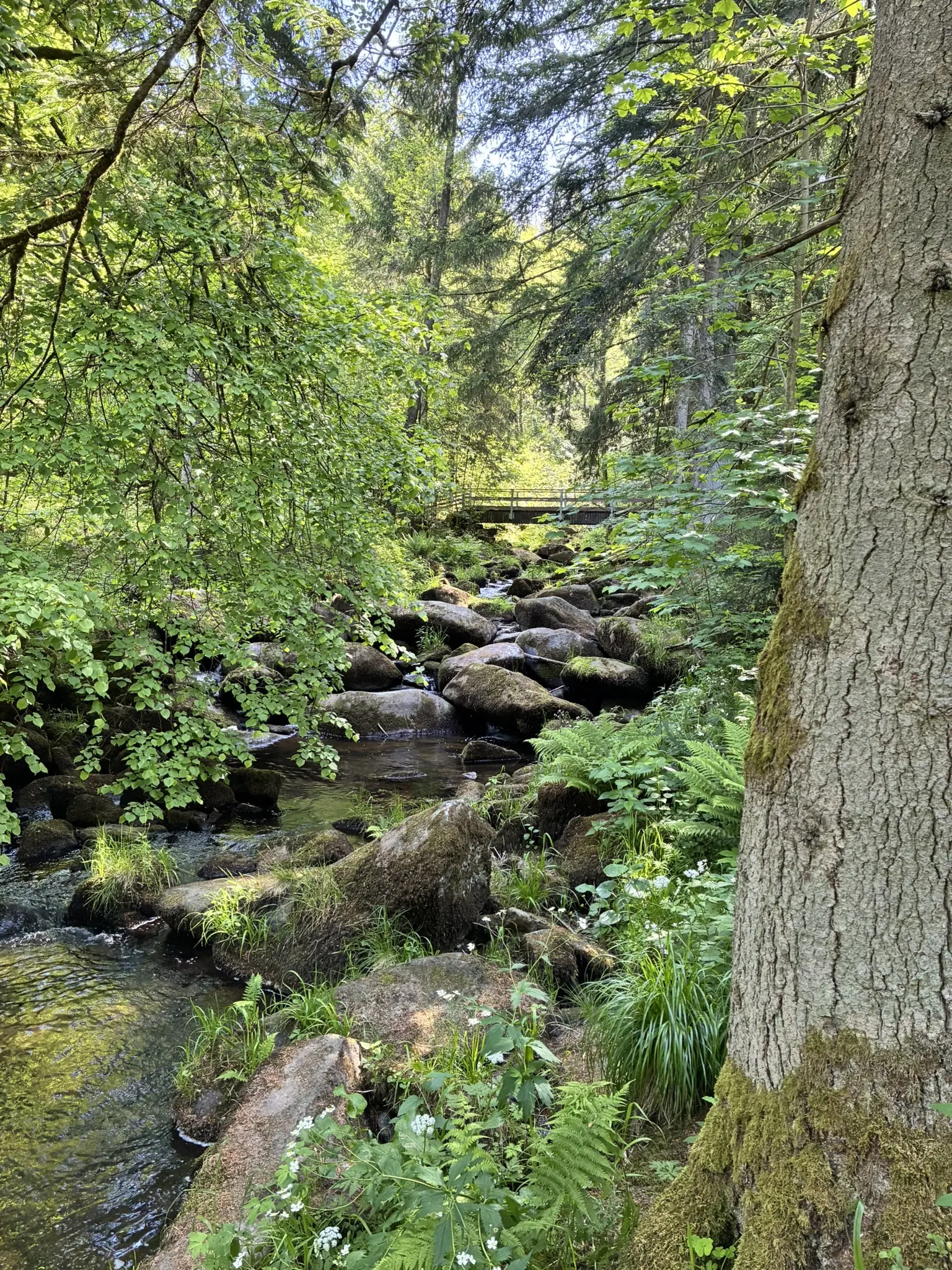 Wanderung durch die Saußbachklamm | © Killesreiter Marlene
