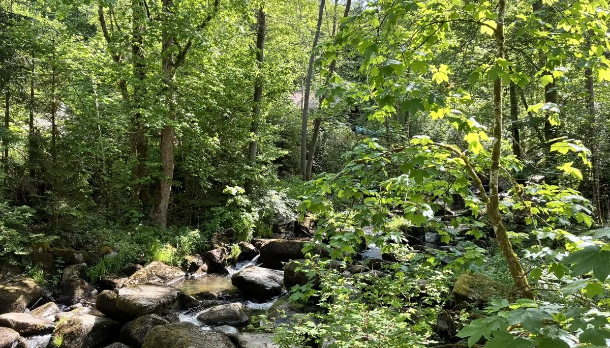 Wanderung durch die Saußbachklamm | © Killesreiter Marlene