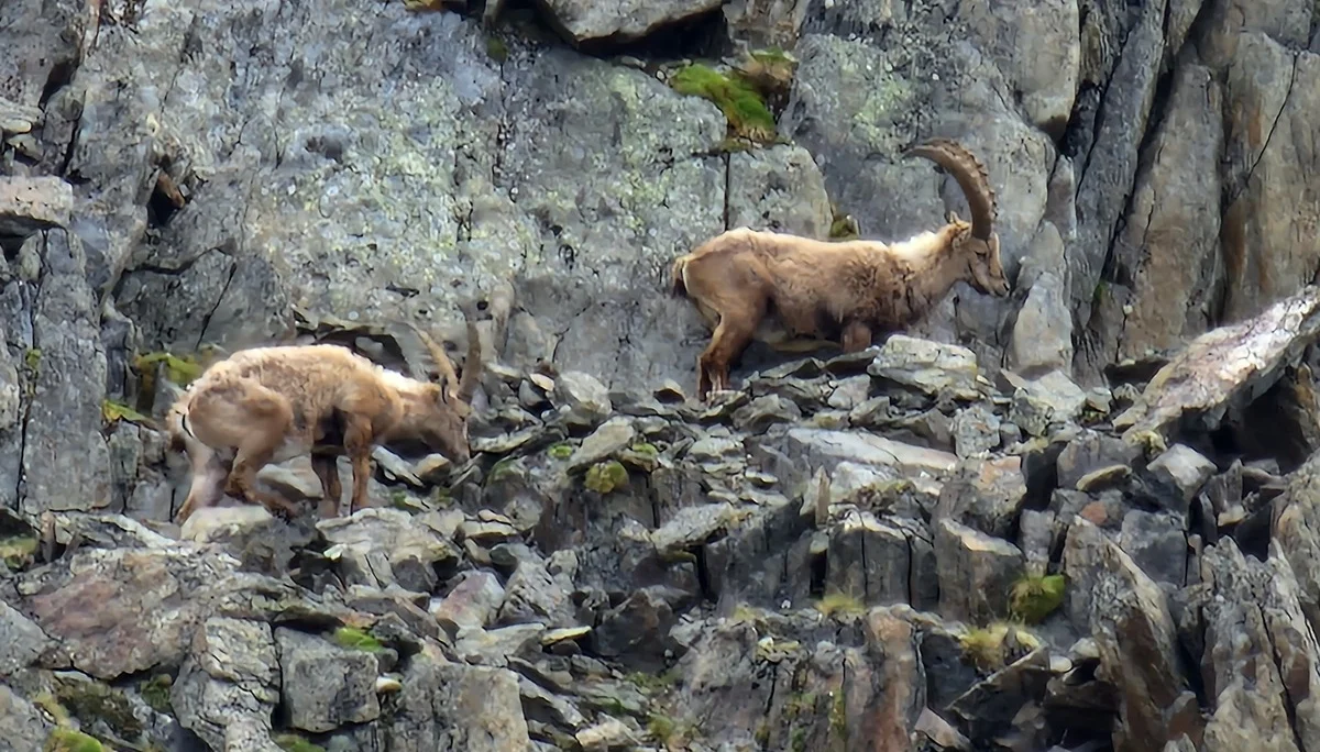 Gletscherkurs | © Gletscherkurs