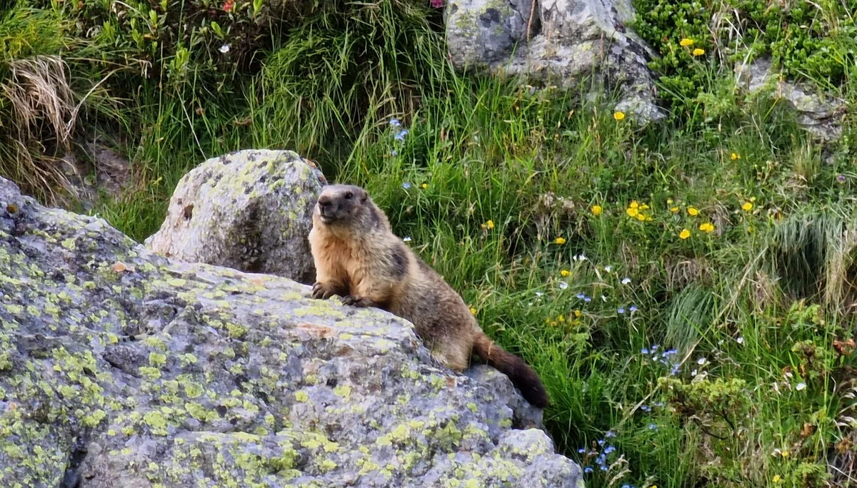 Gletscherkurs | © Gletscherkurs