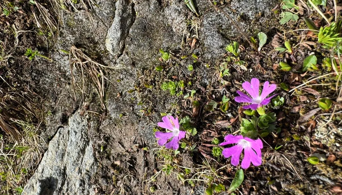 Gletscherkurs | © Ernst Konrad