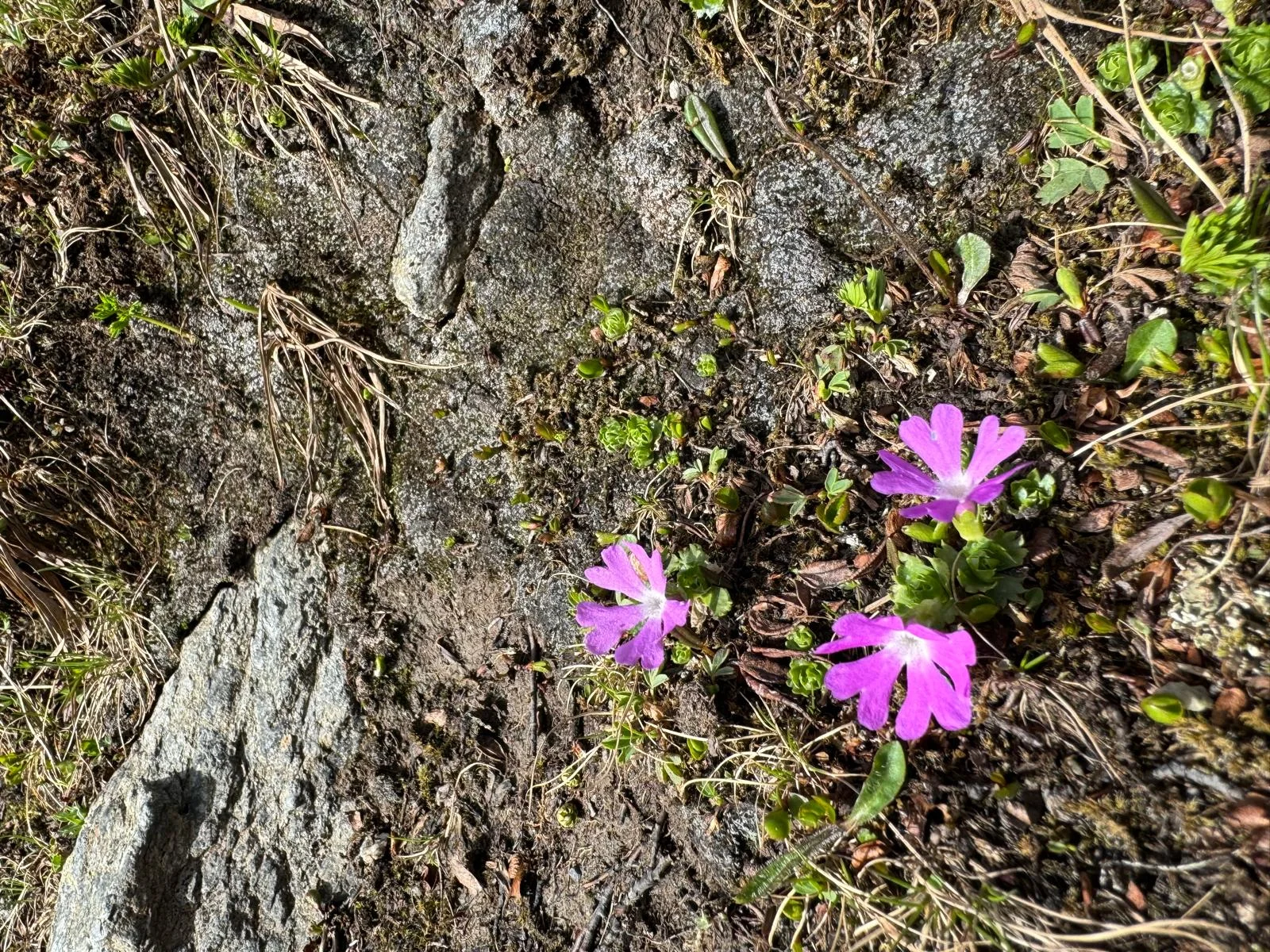 Gletscherkurs | © Ernst Konrad