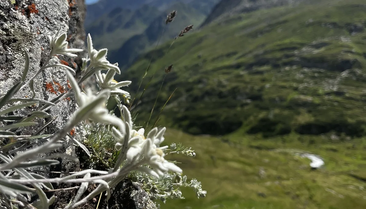 DAV Sektion Dingolfing auf Gletscherkurs im Stubaital | © Ernst Konrad