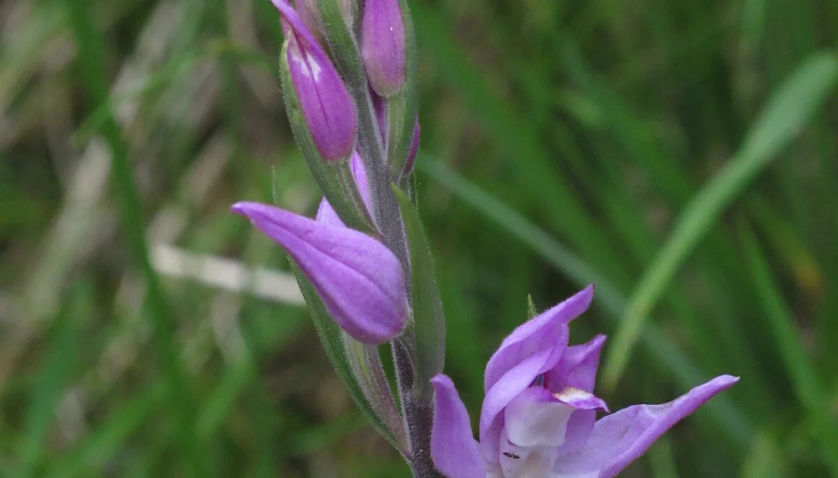 Heimgartenrunde | © Heimgartenrunde