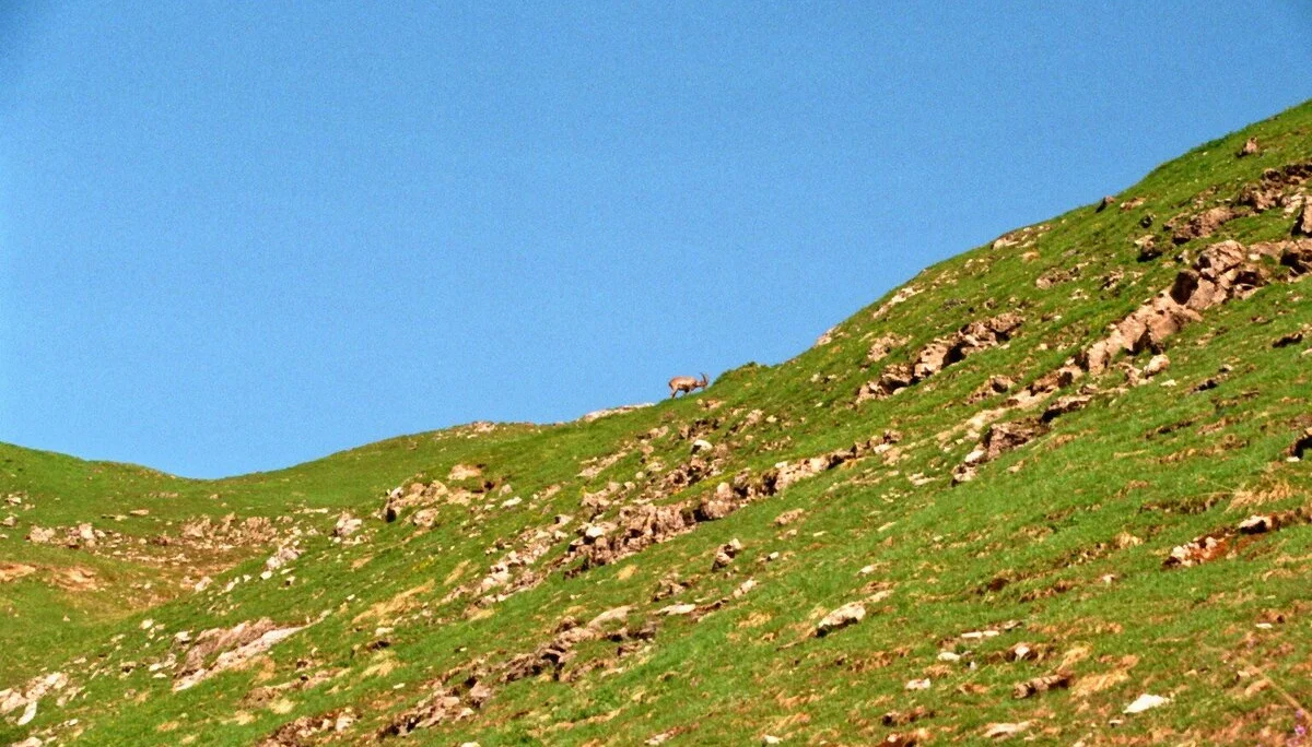 Mädelegabel | © Mädelegabel