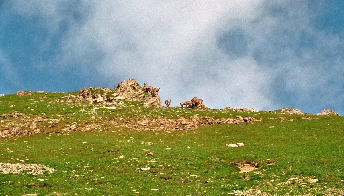 Mädelegabel | © Mädelegabel