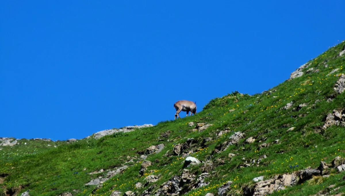 Mädelegabel | © Mädelegabel