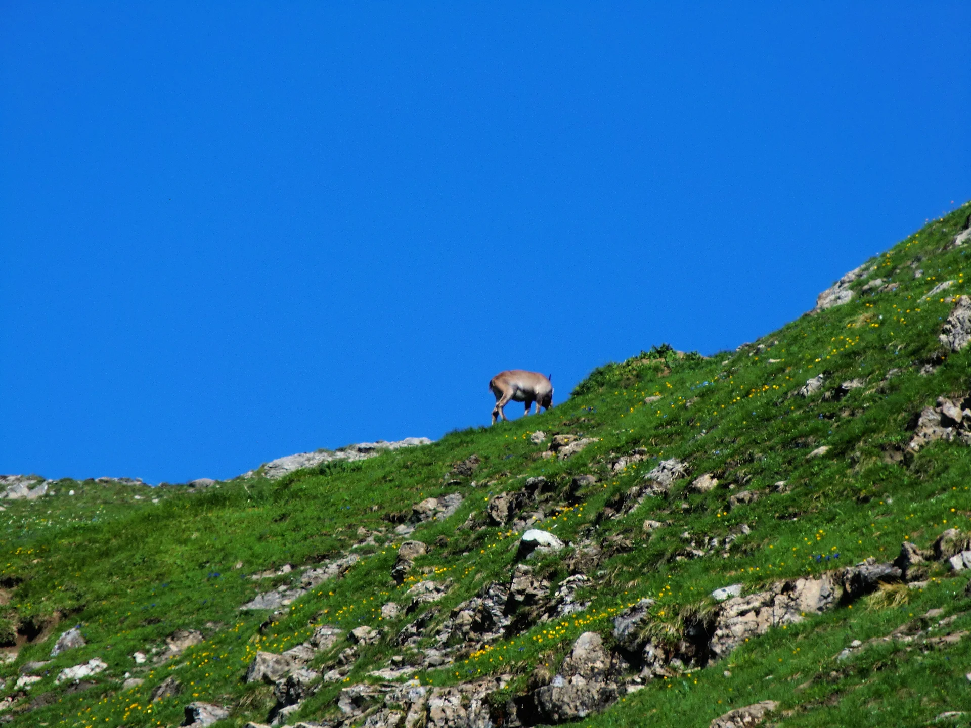 Mädelegabel | © Mädelegabel