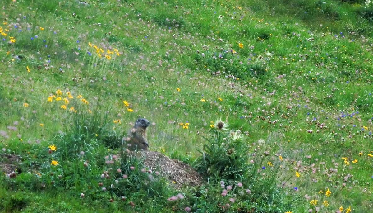 Montafon  | © Montafon 