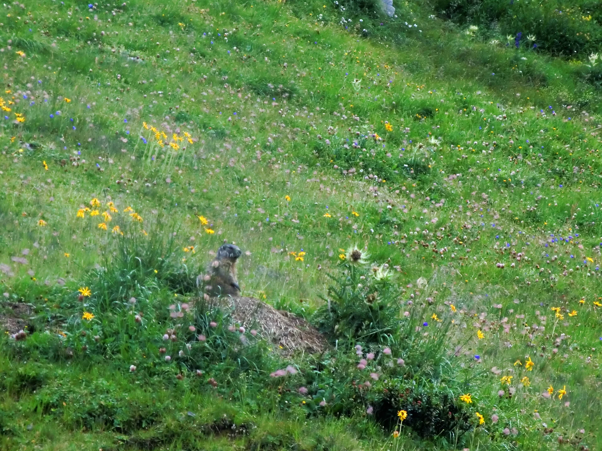 Montafon  | © Montafon 