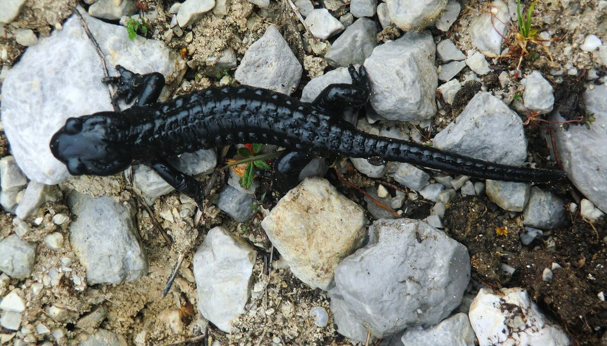 Montafon  | © Montafon 