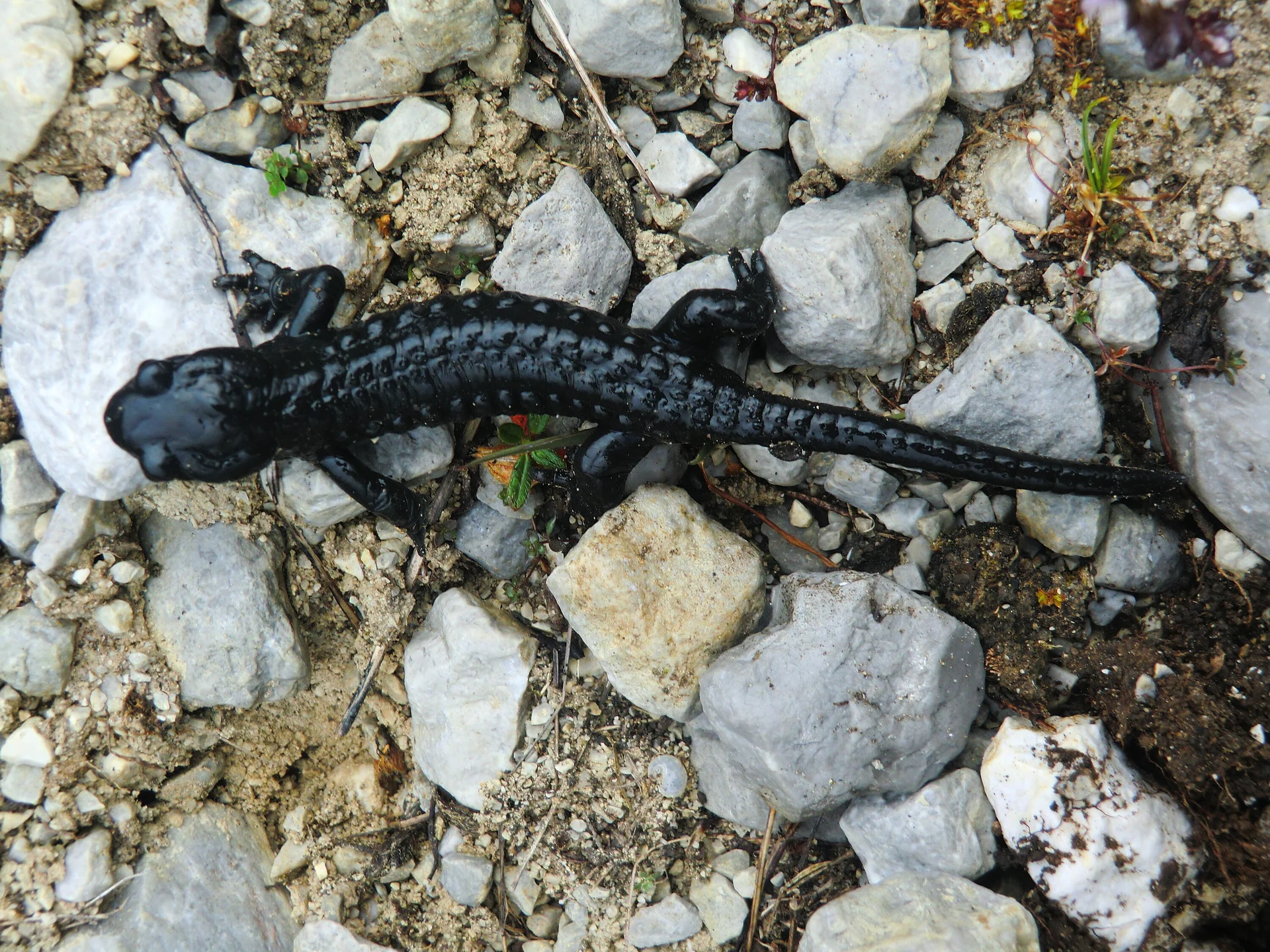 Montafon  | © Montafon 