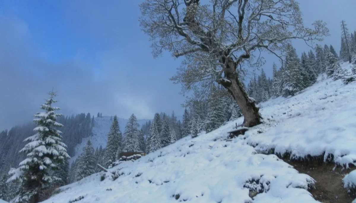 Risserkogel  | © Risserkogel 