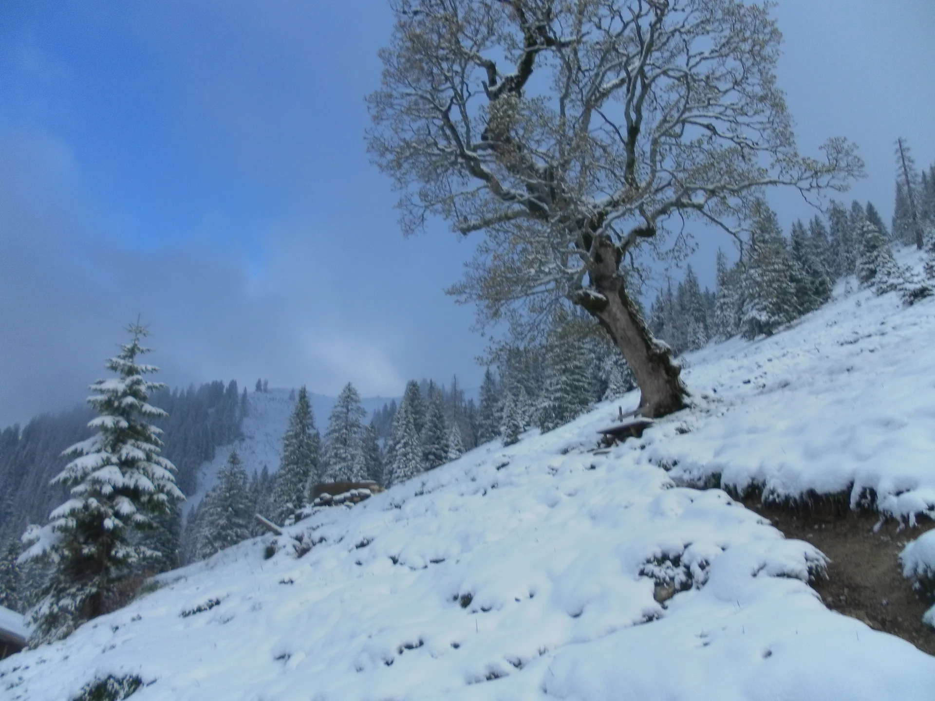Risserkogel  | © Risserkogel 