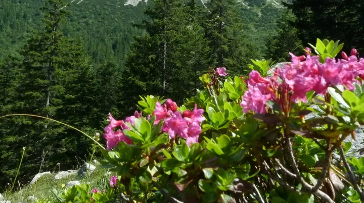 Aiplspitz | © Aiplspitz