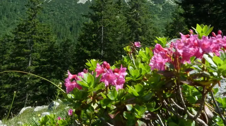 Aiplspitz | © Aiplspitz