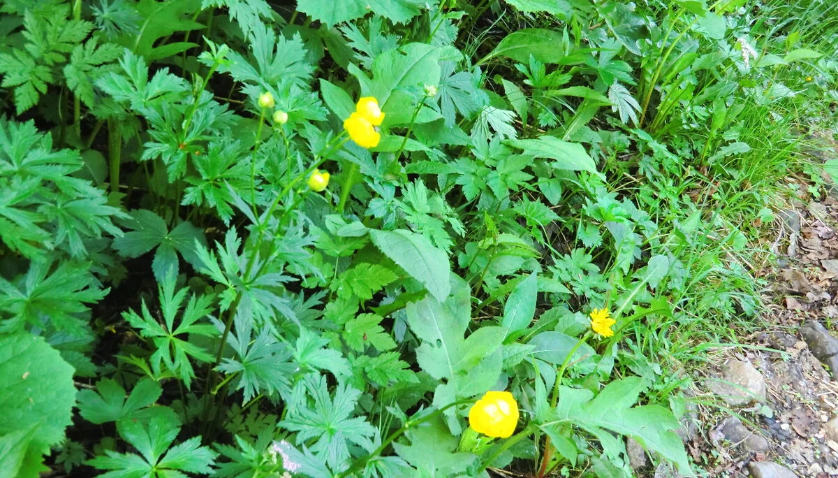 Hohen Freschen | © Hohen Freschen