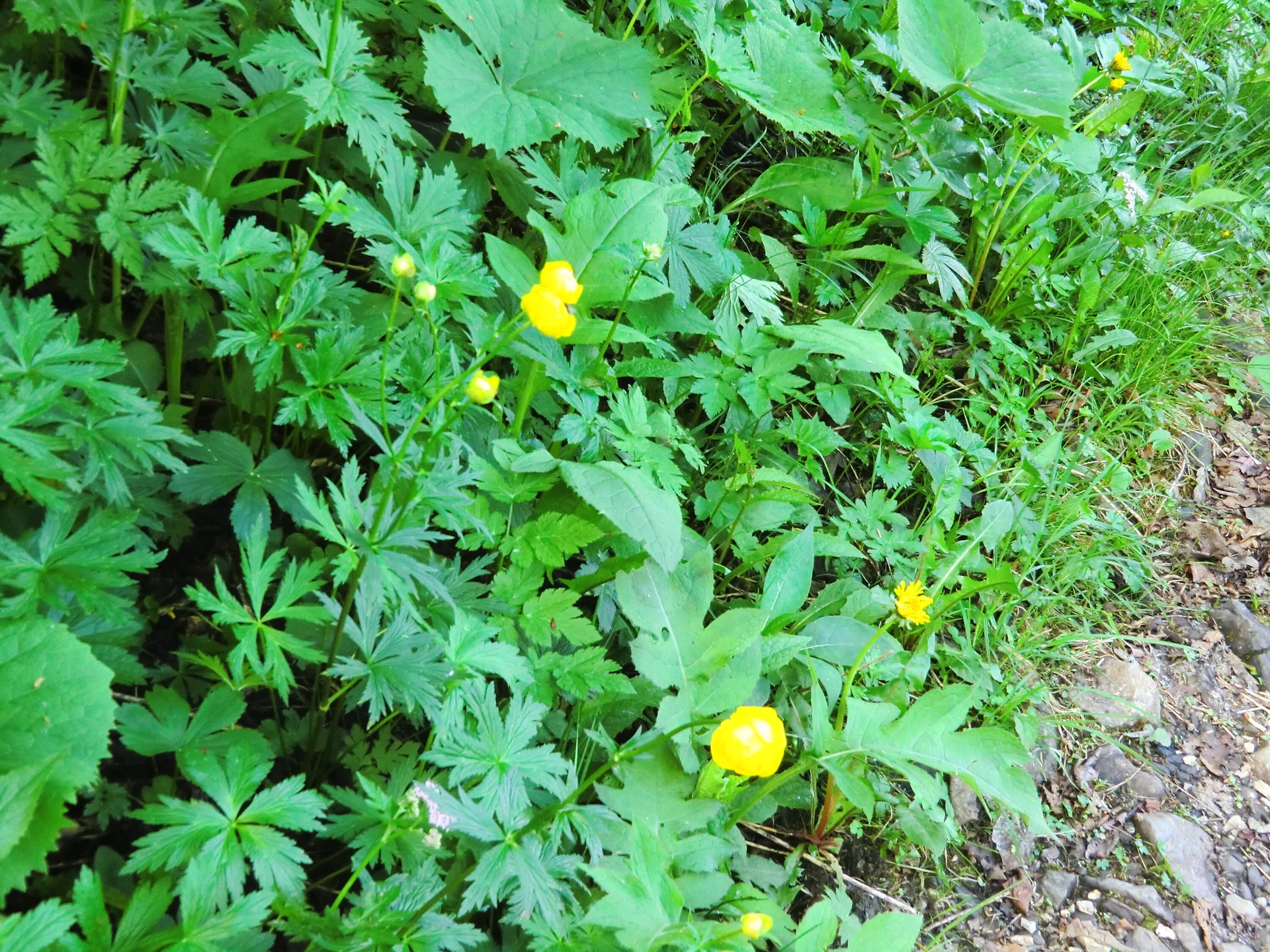 Hohen Freschen | © Hohen Freschen