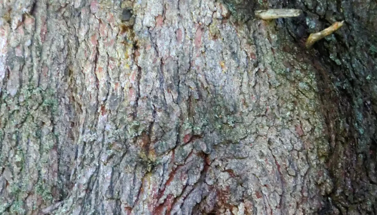 Pleisenspitze | © Pleisenspitze