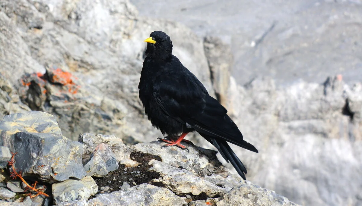 Rätikon | © Rätikon