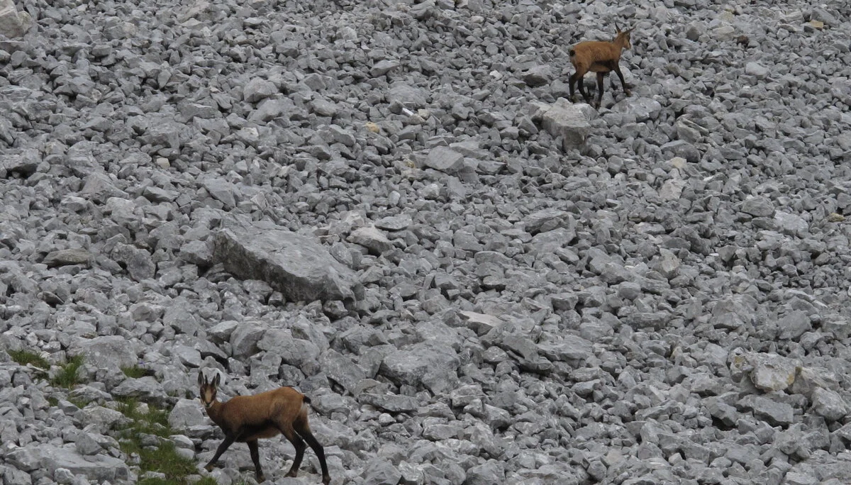 Zahmen Kaiser | © Zahmen Kaiser
