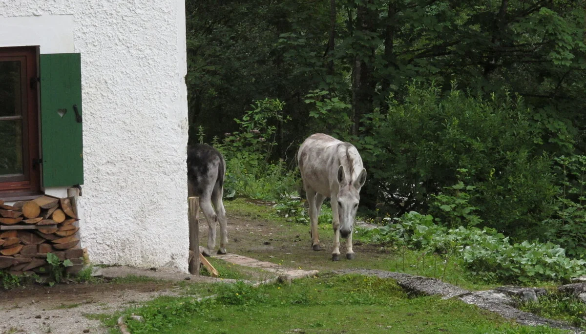Zahmen Kaiser | © Zahmen Kaiser