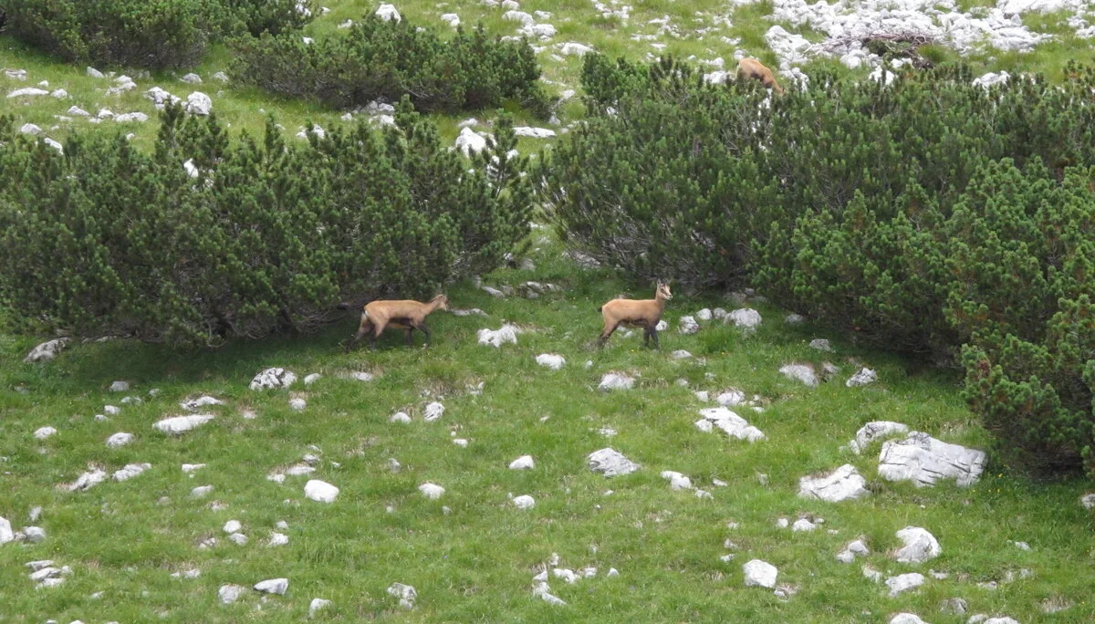 Zahmen Kaiser | © Zahmen Kaiser