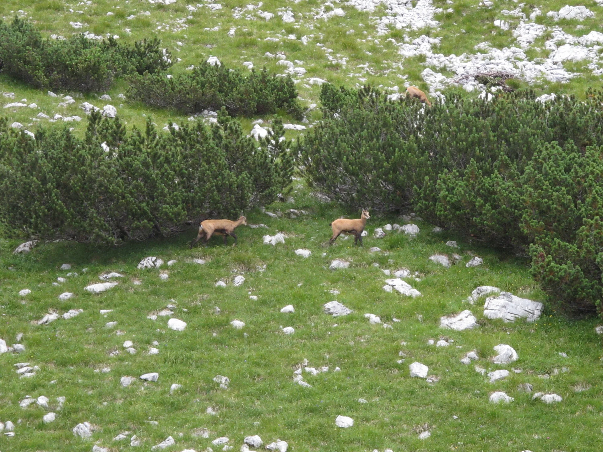 Zahmen Kaiser | © Zahmen Kaiser