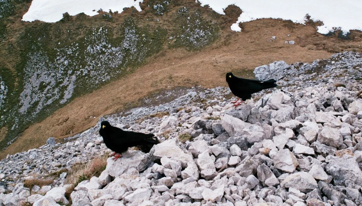 Hochplatte | © Hochplatte