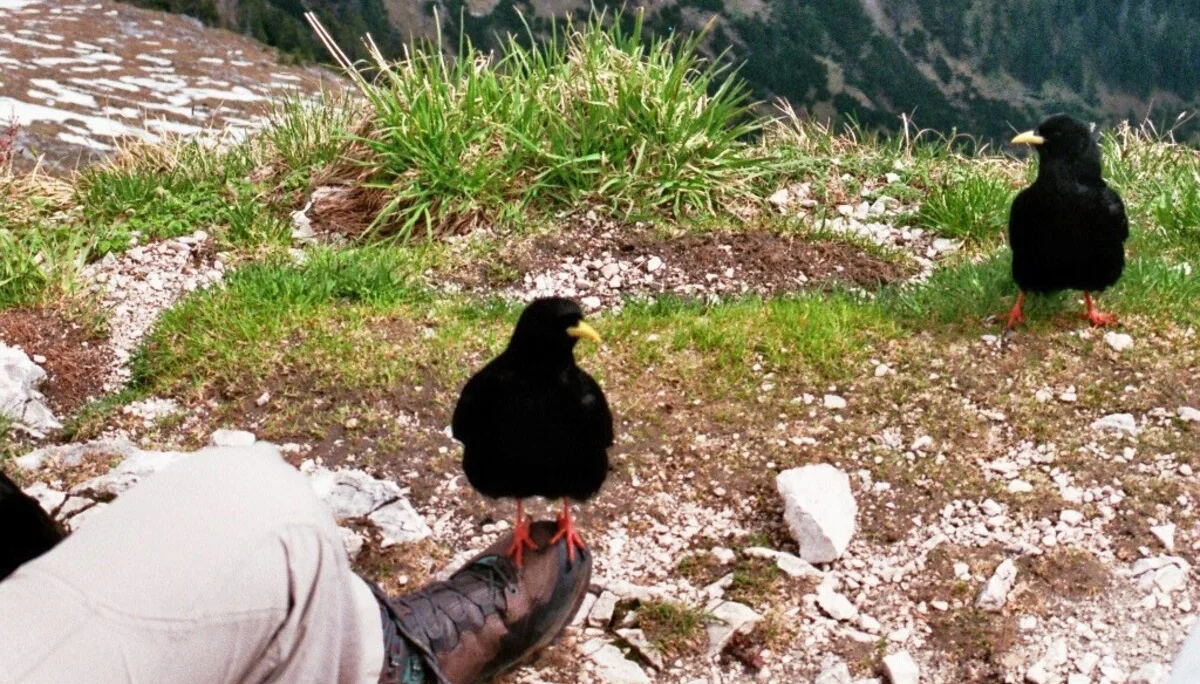 Hochplatte | © Hochplatte