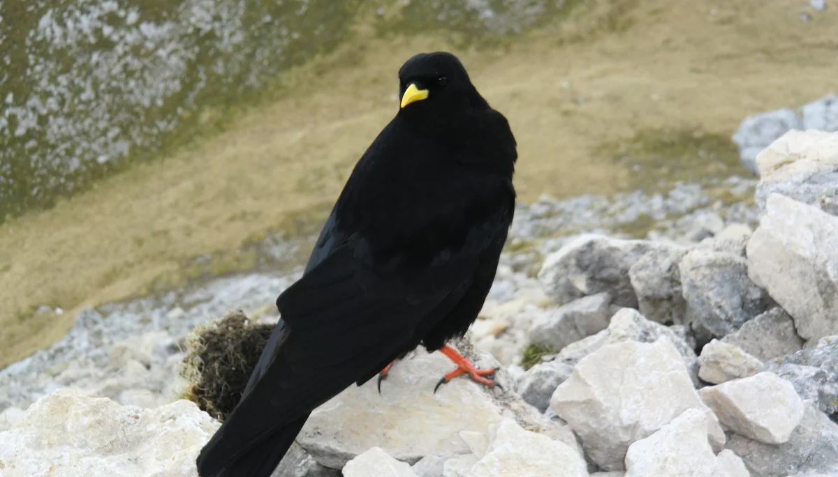 Hochplatte | © Hochplatte