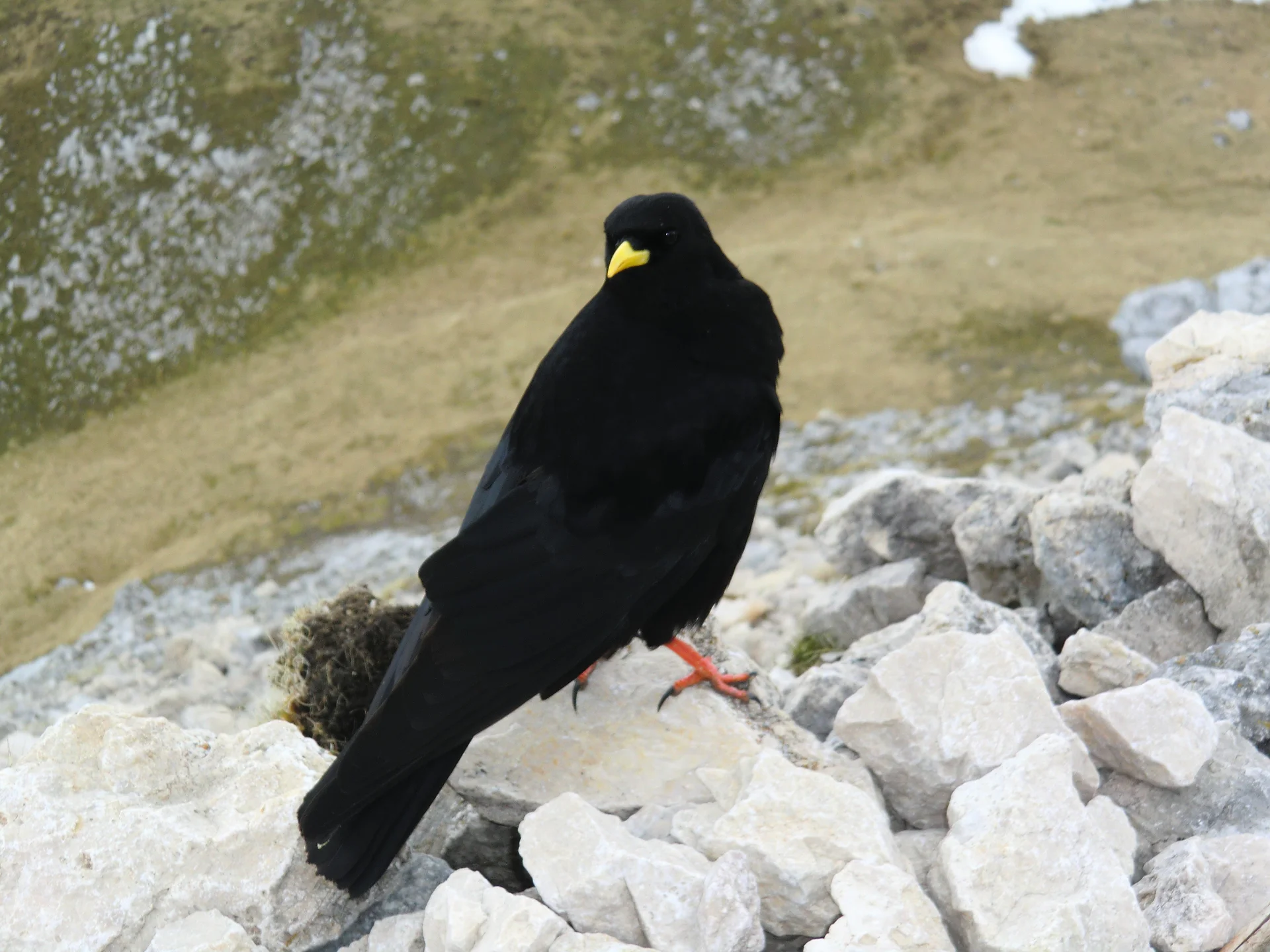 Hochplatte | © Hochplatte