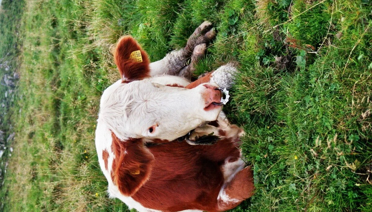 Traihten | © Traihten