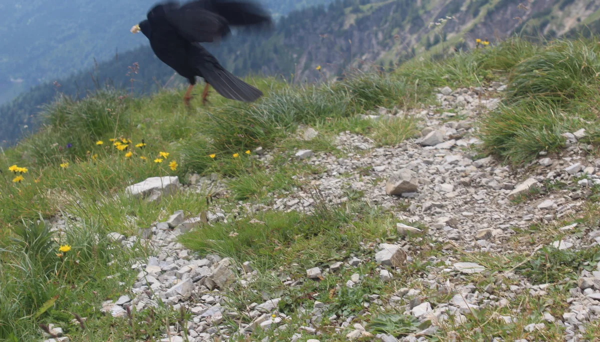 Schellschlicht | © Schellschlicht