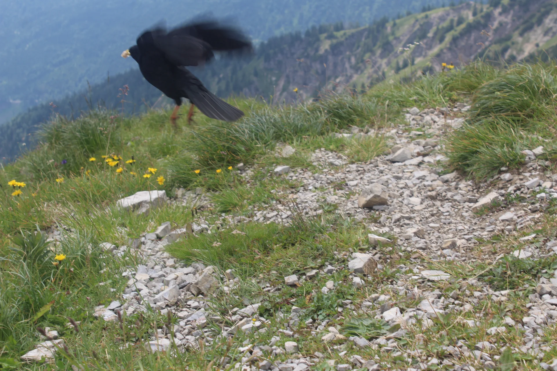 Schellschlicht | © Schellschlicht