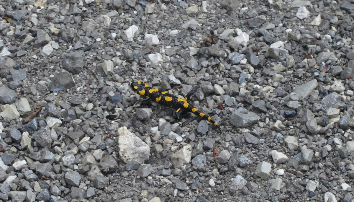 Wendelstein | © Wendelstein