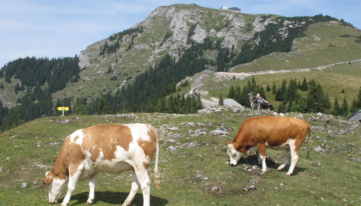 Schafberg | © Schafberg