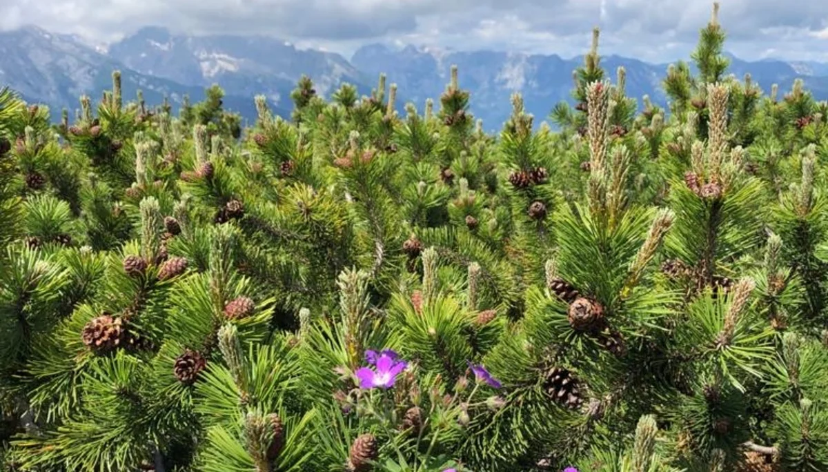 Hohes Brett | © Hohes Brett