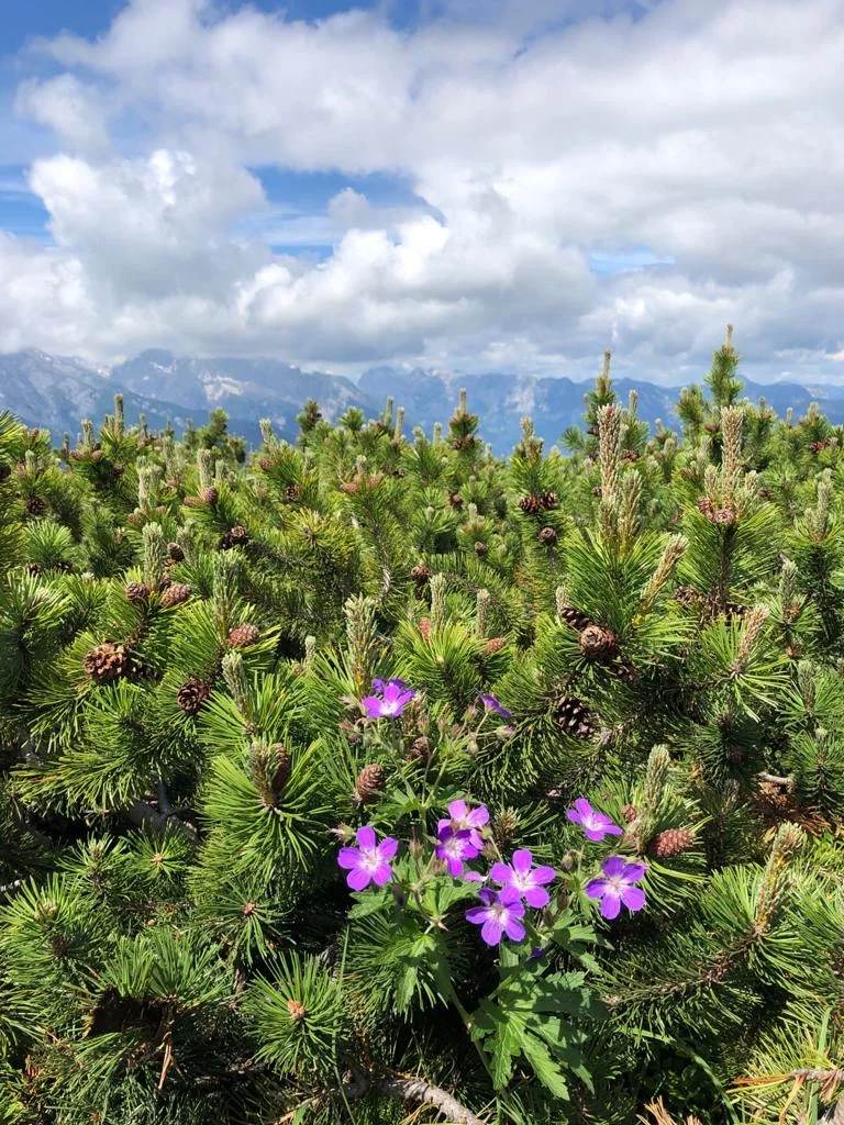 Hohes Brett | © Hohes Brett