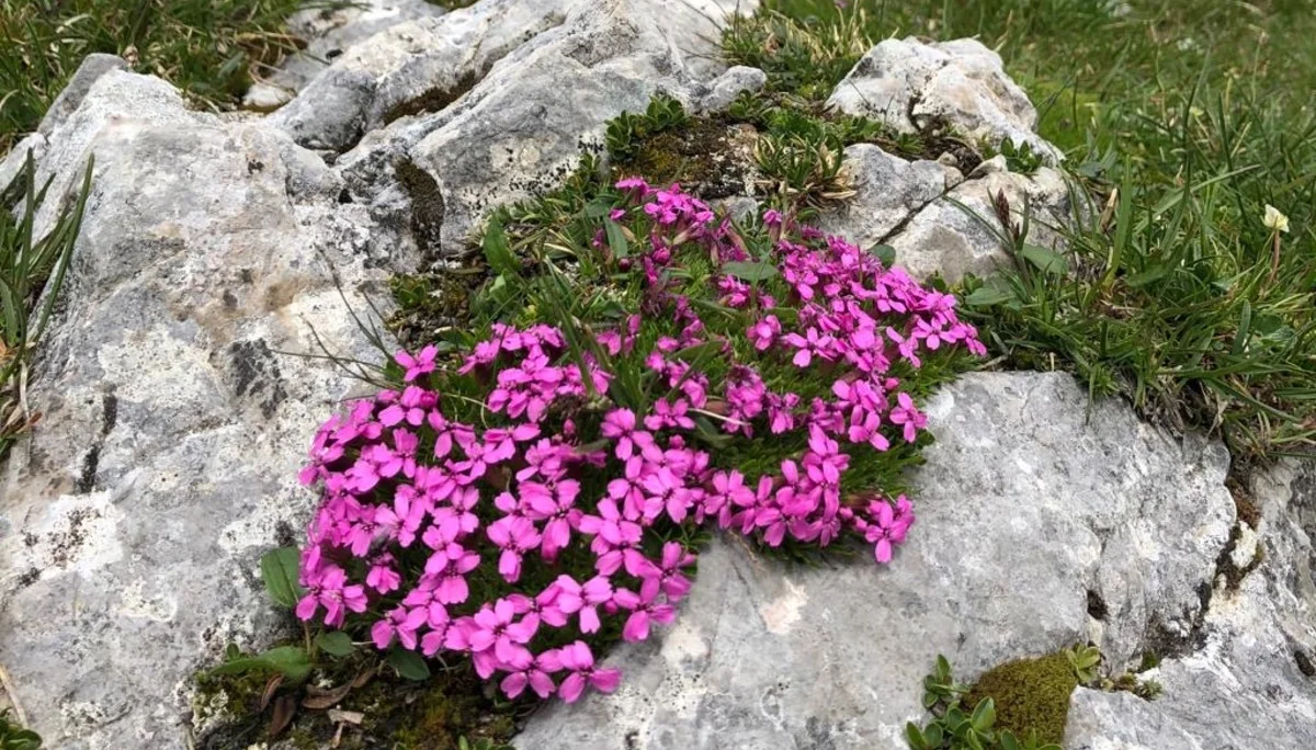 Hohes Brett | © Hohes Brett