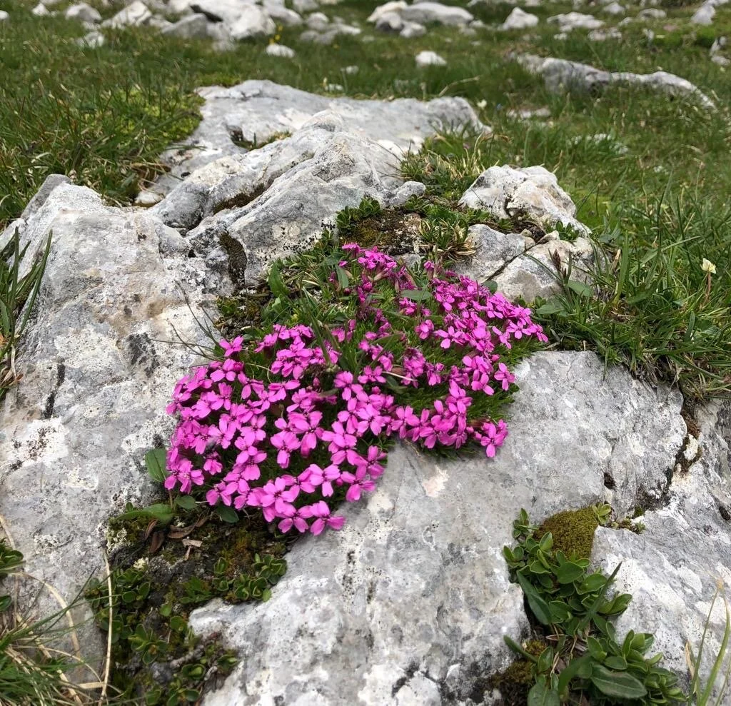 Hohes Brett | © Hohes Brett