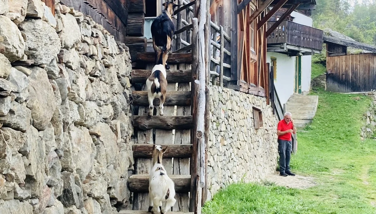 Wanderwoche im Schnalstal | © Killesreiter Marlene