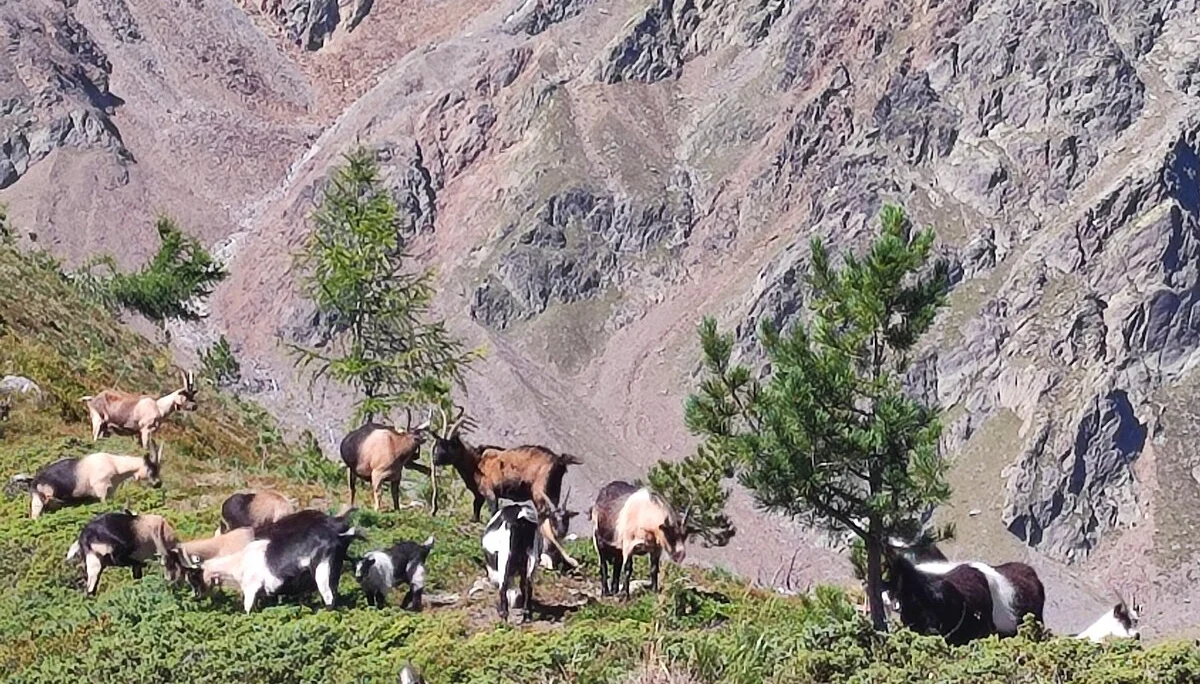 Wanderwoche im Schnalstal | © Killesreiter Marlene