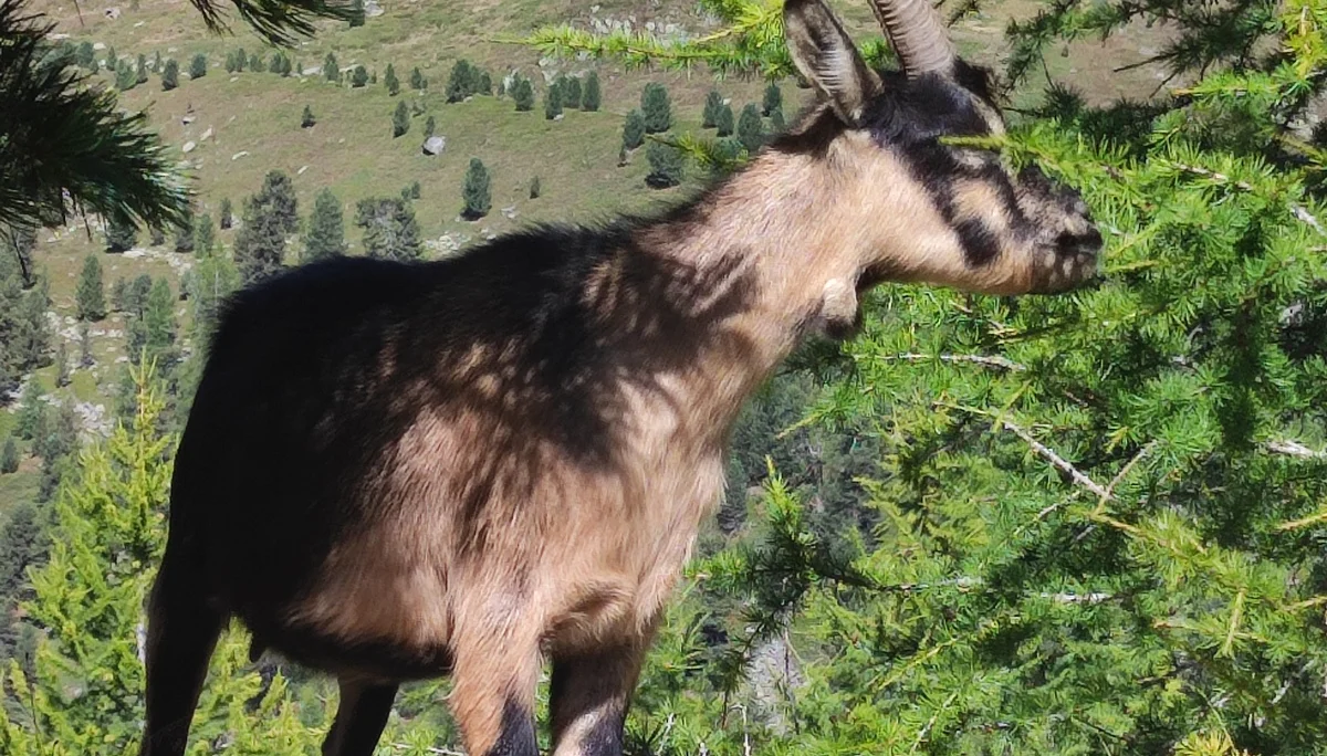 Wanderwoche im Schnalstal | © Killesreiter Marlene