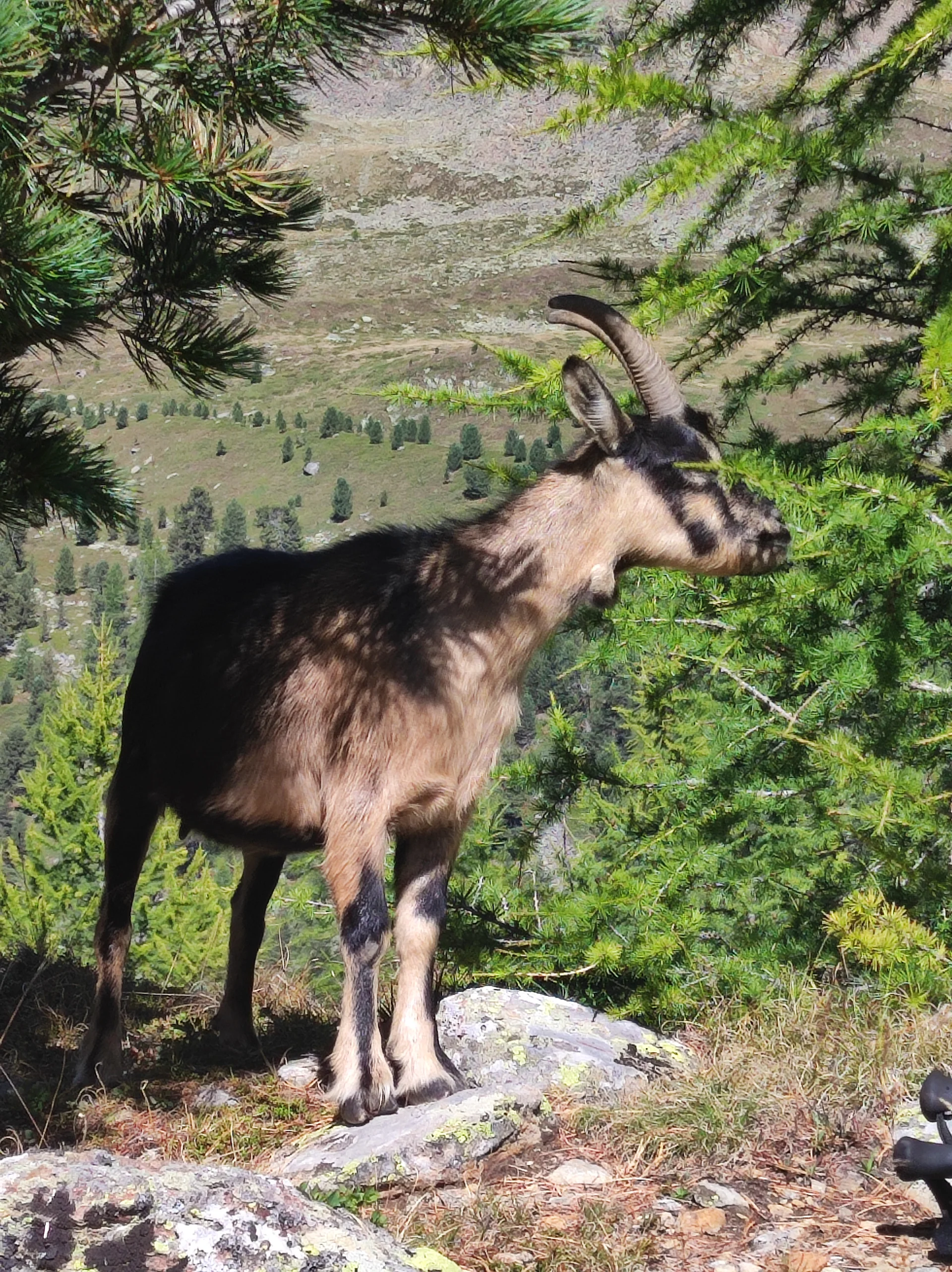 Wanderwoche im Schnalstal | © Killesreiter Marlene