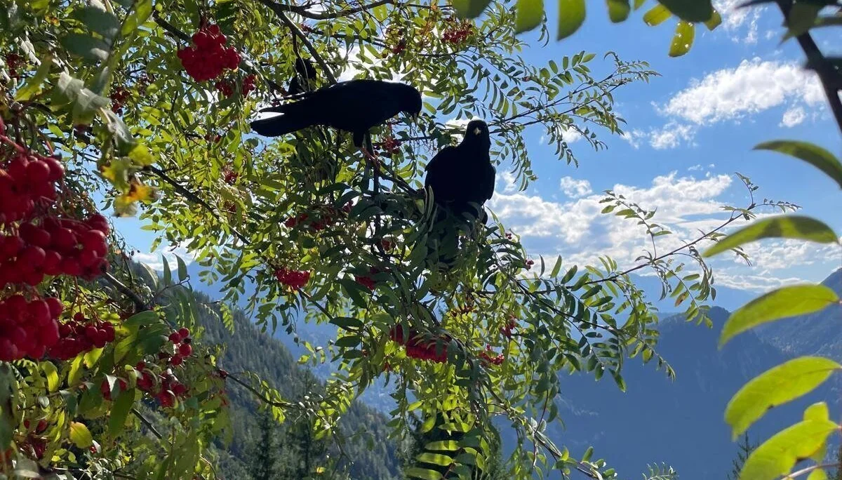 Ladys im Karwendelgebirge | © Schneider Susanne